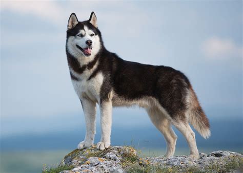 siberian hahasky|All About Siberian Husky Dogs .